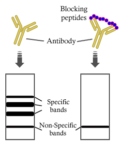 CALR Peptide